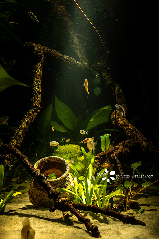 鱼缸造景图片素材