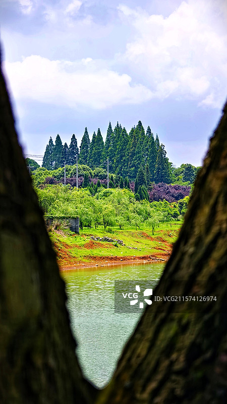 好大一棵树（九龙山之父亲节献礼）图片素材