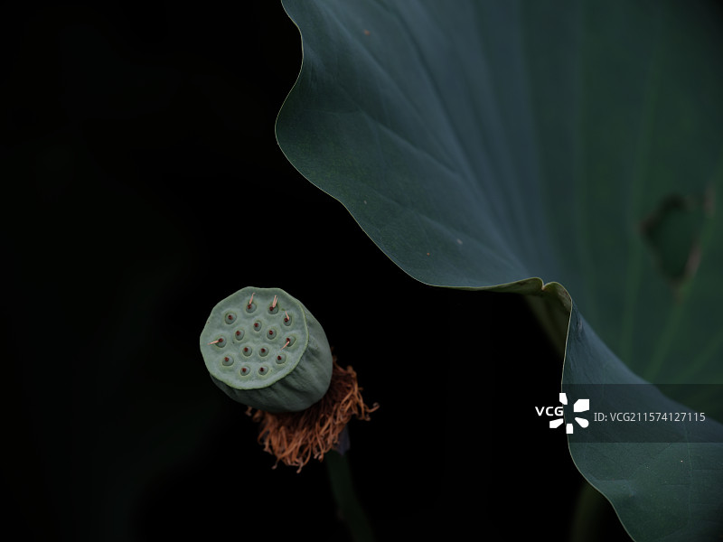 莲蓬头，荷塘，荷叶图片素材