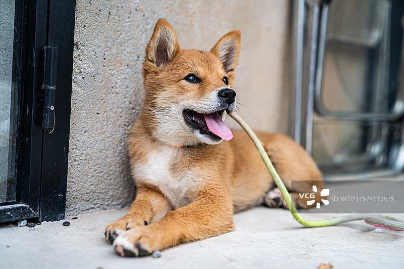 土狗柴犬中华田园犬图片素材