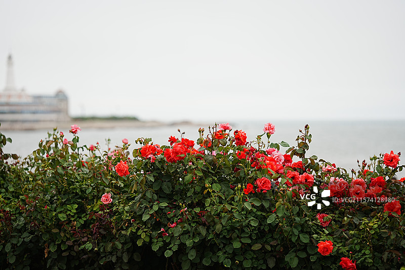 青岛海之恋公园海边蔷薇图片素材
