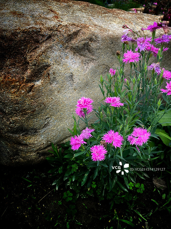 岩石旁的瞿麦花图片素材