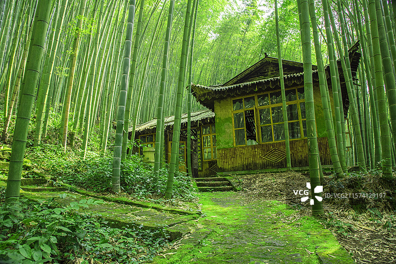 翠绿茂密的竹林风光图片素材