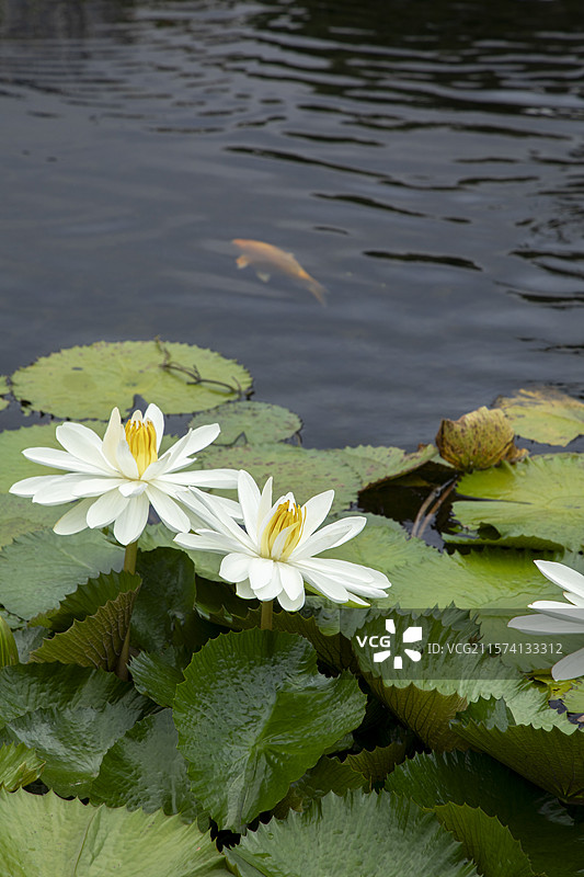 荷塘睡莲荷叶荷花锦鲤动植物风光图片素材