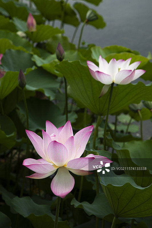 夏季公园荷塘荷叶丛中荷花特写图片素材
