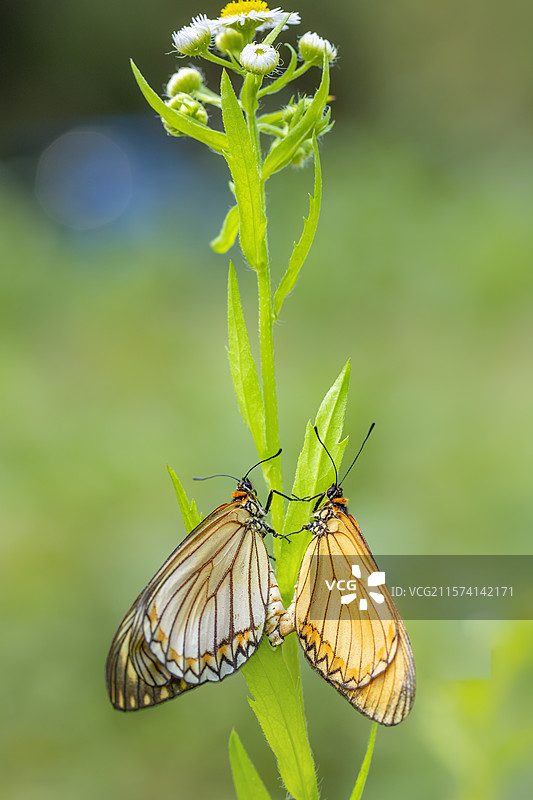 一年蓬植物上演绎着一对蝴蝶的浪漫图片素材