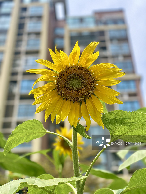 宿城区太阳城小区盛开的太阳花向日葵图片素材