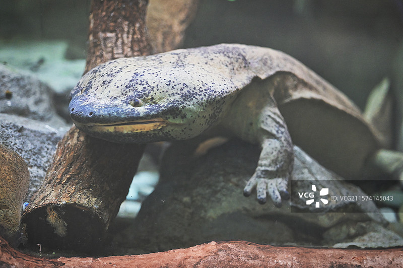 中国大鲵图片素材