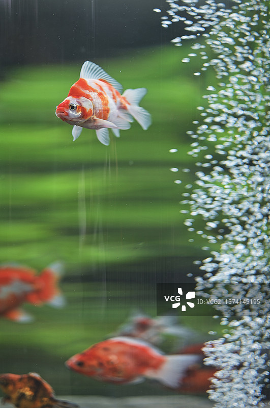 鱼缸里游泳的金鱼图片素材