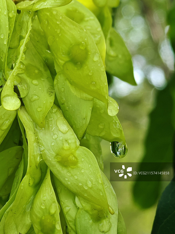 雨后臭椿荚果图片素材