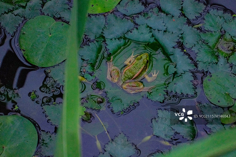 柳树湾公园傍晚水草上的青蛙多视角组图素材图片素材