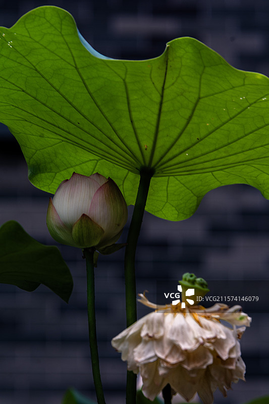 广州六榕寺的古荷花图片素材