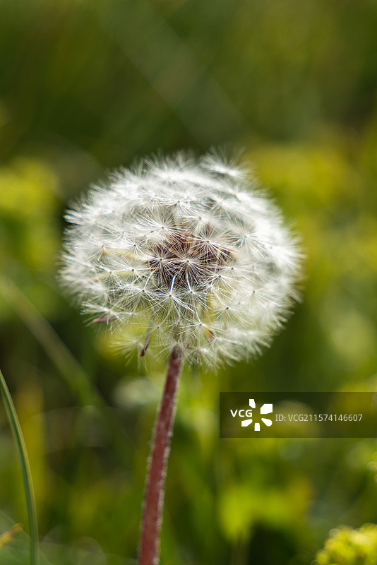 蒲公英图片素材