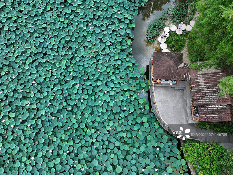 广西南宁：狮山公园   荷塘   荷花图片素材