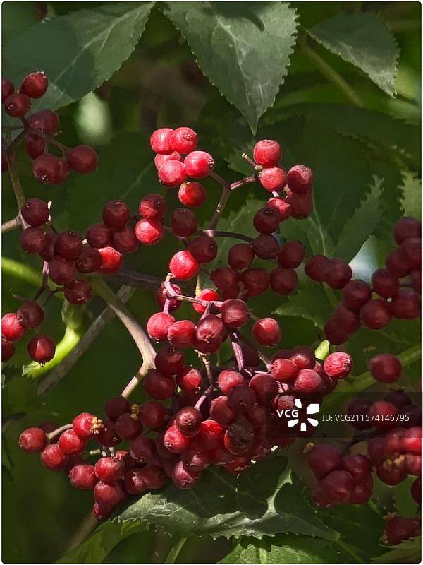 清晨的美好154图片素材