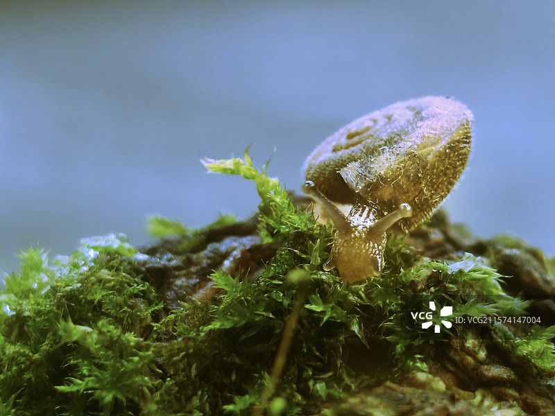 高处不胜寒(摄于成都街子古镇)图片素材