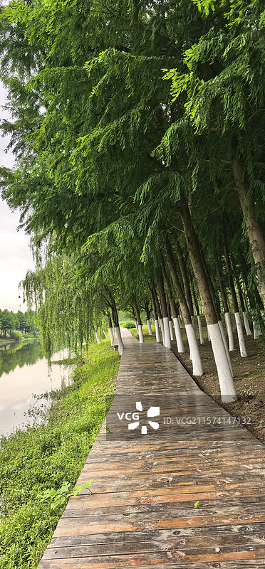 《千米木栈道》—— 合肥滨湖4A级国家森林公园图片素材