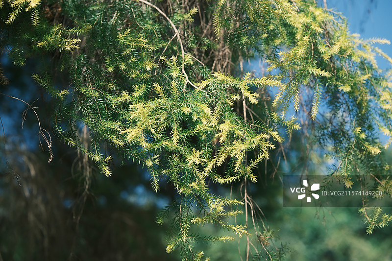 阶边三角梅，粉花缀石阶图片素材