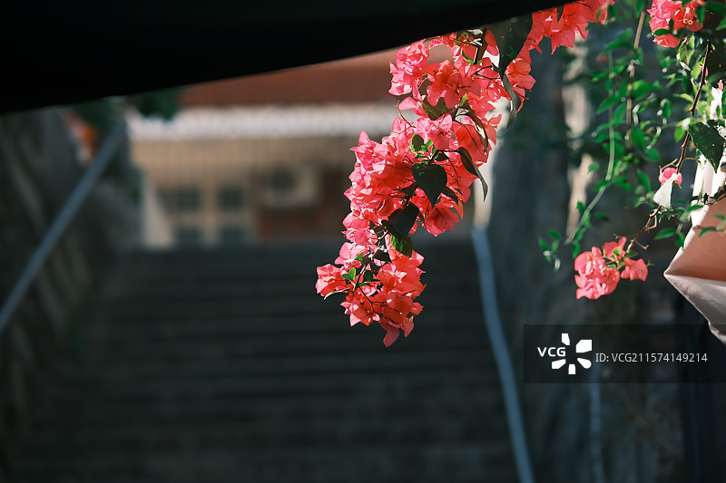 阶边三角梅，粉花缀石阶图片素材