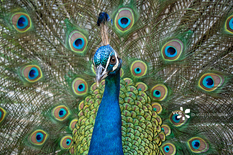 杭州湾湿地公园孔雀开屏图片素材