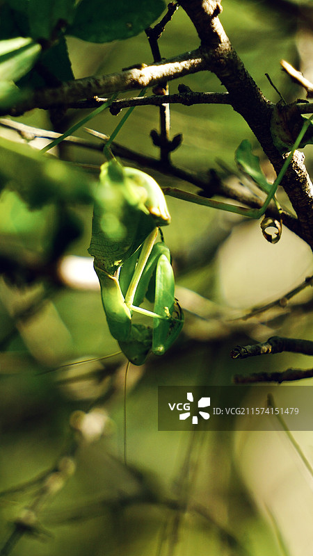 北京石林峡螳螂图片素材