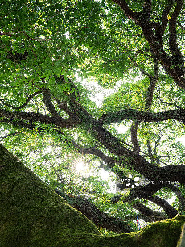 福州森林公园千年榕树图片素材