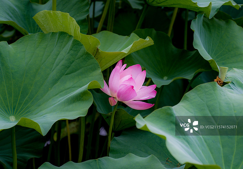 合肥翡翠湖荷花图片素材
