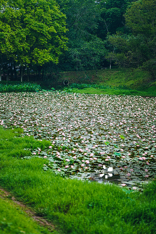 水中绽放的粉色睡莲图片素材