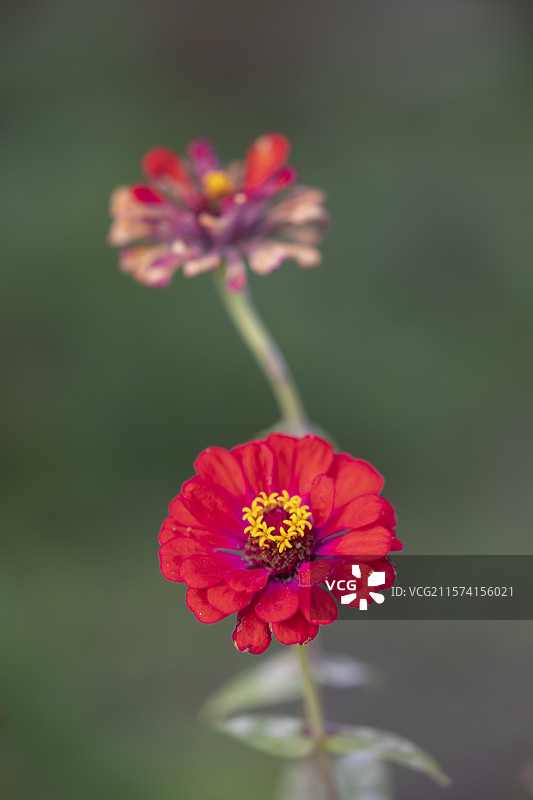 百日菊图片素材