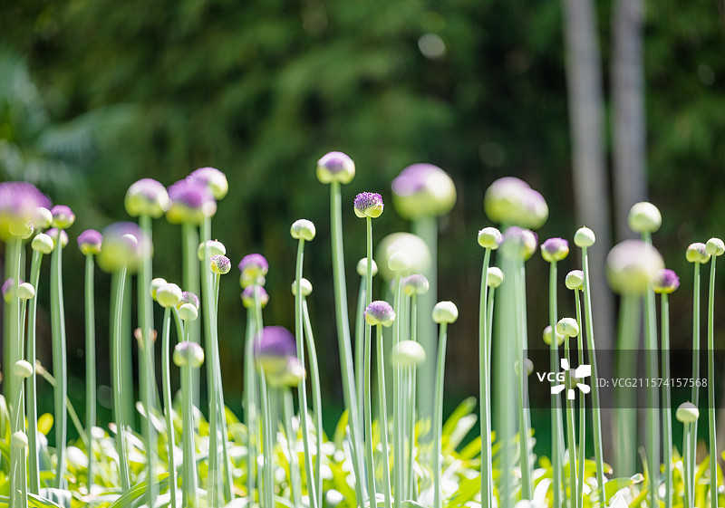 《大葱花》（二）：昆明植物园东园绽开的葱属植物“大葱花”。图片素材