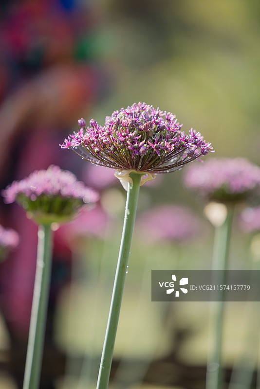 《大葱花》（二）：昆明植物园东园绽开的葱属植物“大葱花”。图片素材