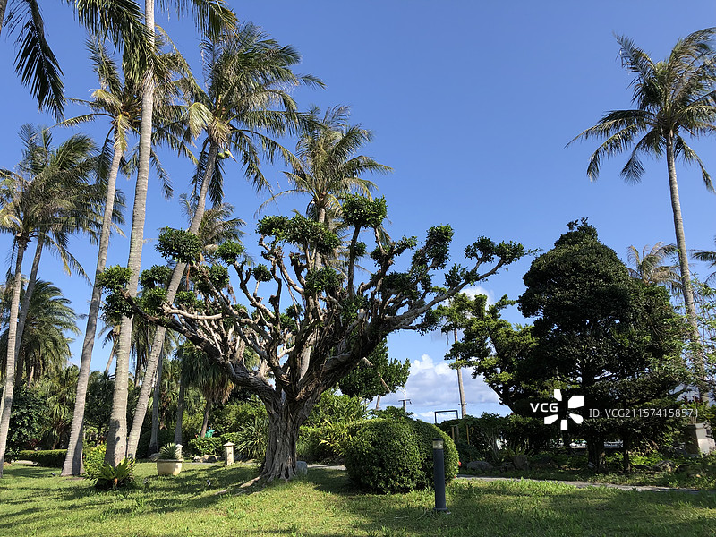 热带植物棕榈树天空图片素材