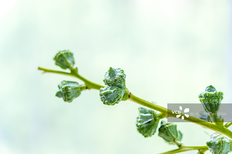 尤加利果 桉树  芳香植物图片素材