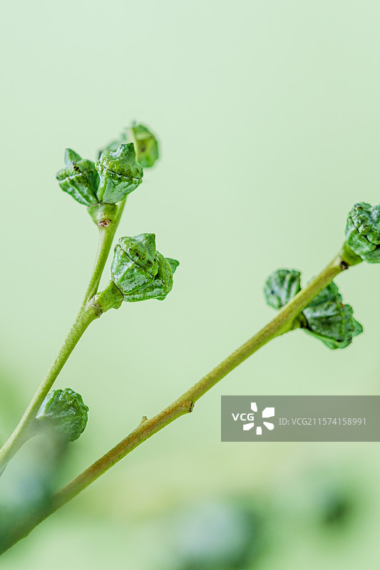 尤加利果 桉树  芳香植物图片素材