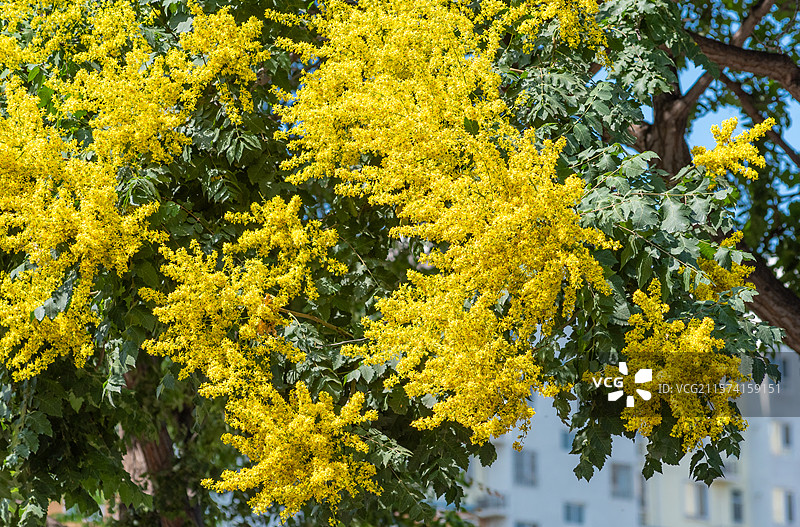 城市绿化居住区开花的栾树图片素材