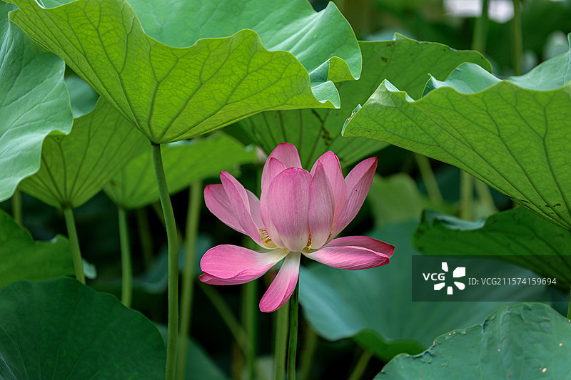合肥市翡翠湖夏日湖畔荷花图片素材