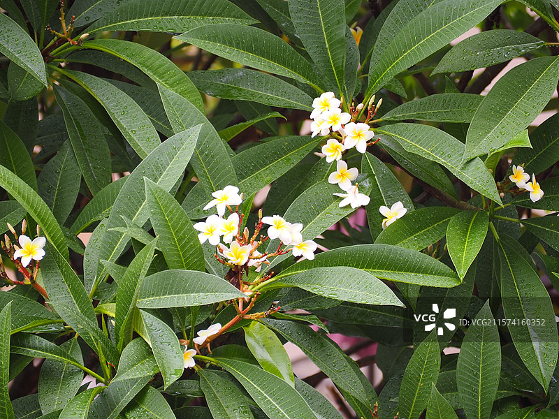 鸡蛋花树开花植物的高角度观察图片素材