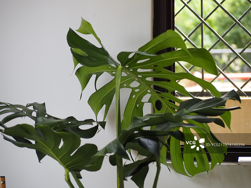 家里桌子上盆栽植物龟背竹的特写镜头图片素材