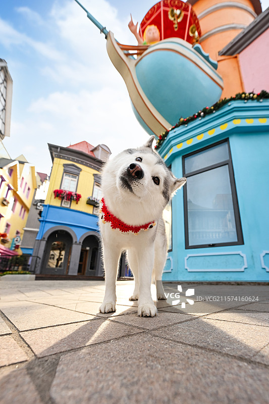 开心的西伯利亚雪橇犬图片素材