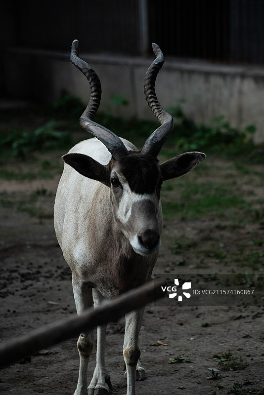 站在陆地上的山羊肖像图片素材