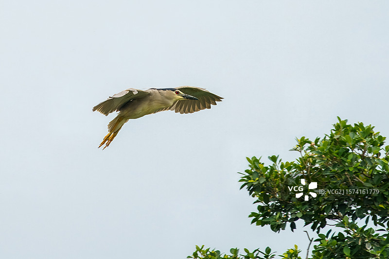 成都市双流中心公园中飞翔的夜鹭图片素材
