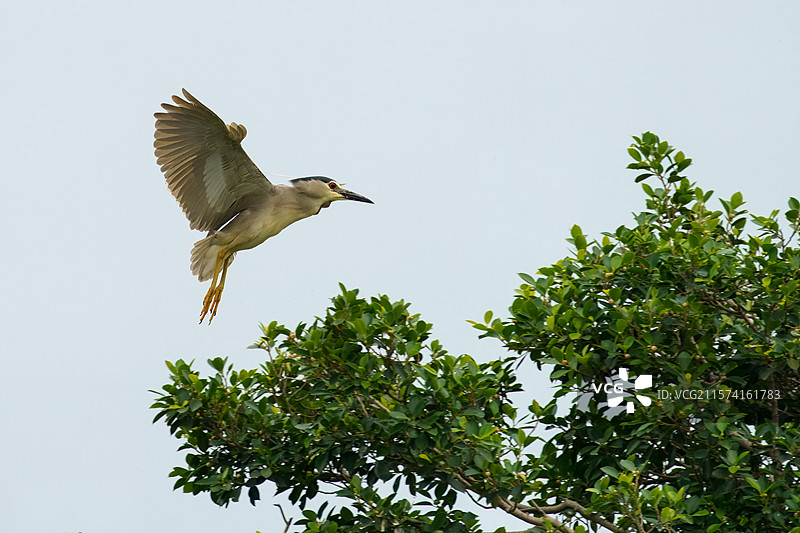 成都市双流中心公园中飞翔的夜鹭图片素材