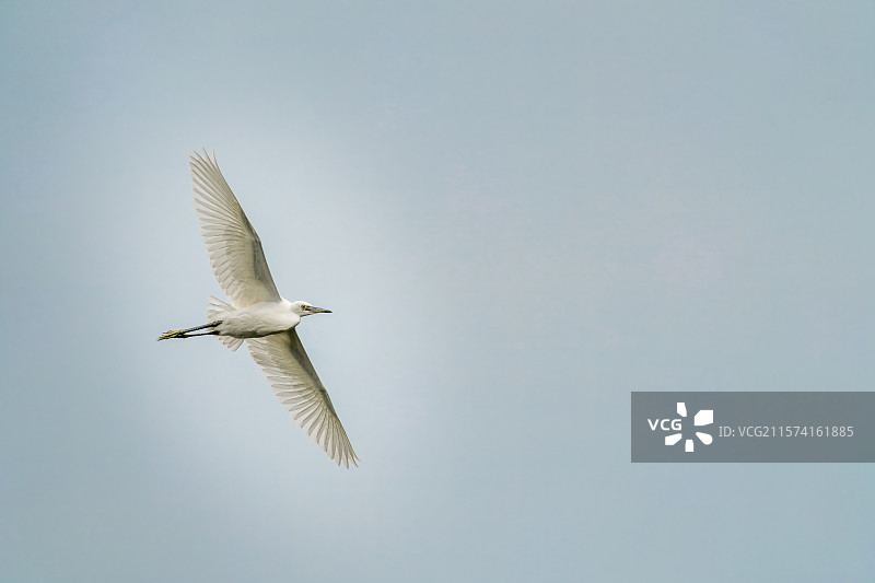 成都市双流中心公园凤翔湖上飞翔的白鹭图片素材