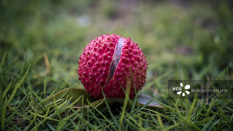 草地上放着的桂味荔枝开口开果的特写镜头图片素材