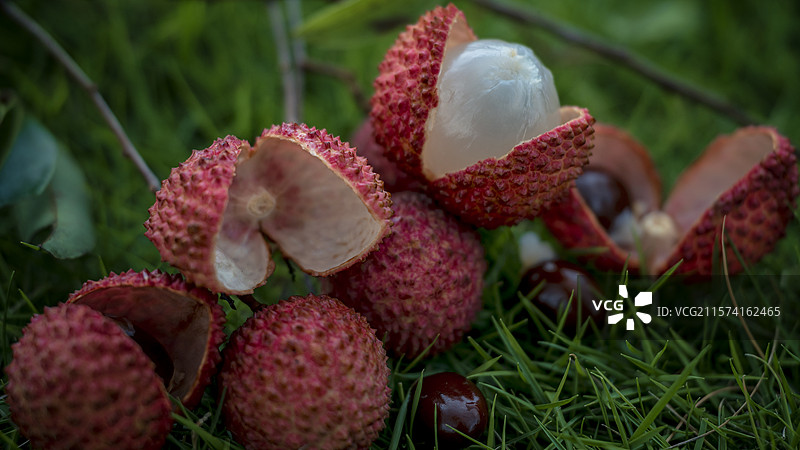 草地上放着的桂味荔枝开口开果的特写镜头图片素材