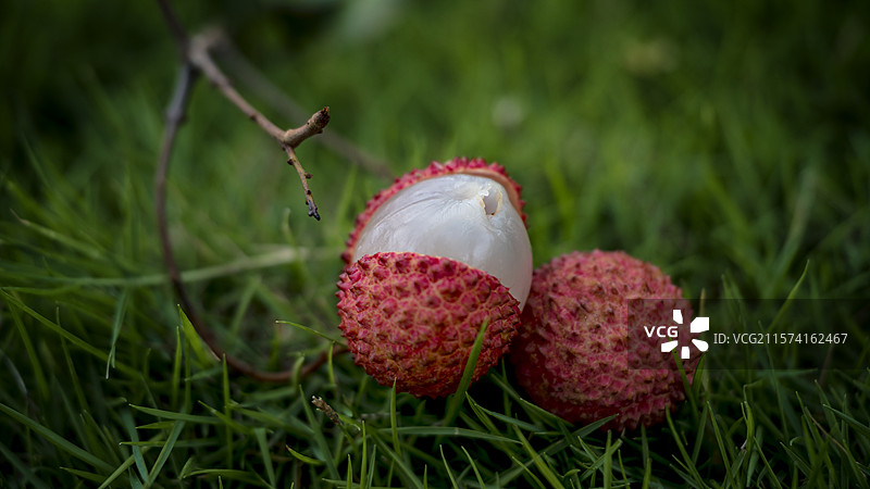 草地上放着的桂味荔枝开口开果的特写镜头图片素材