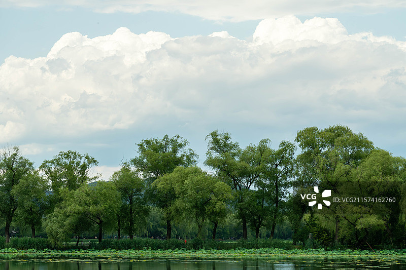 湖面上漂浮着绿色的荷叶，远处是茂密的树木和蓝天白云。图片素材