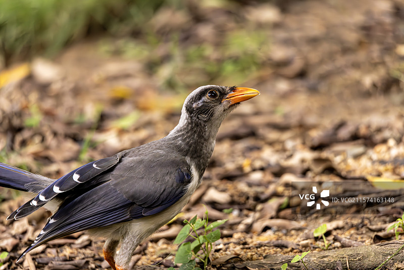 红嘴蓝鹊在福州冶山公园的树下觅食，一只红嘴蓝鹊（别名山鹊或长尾鹊）在野外觅食的特写图片素材