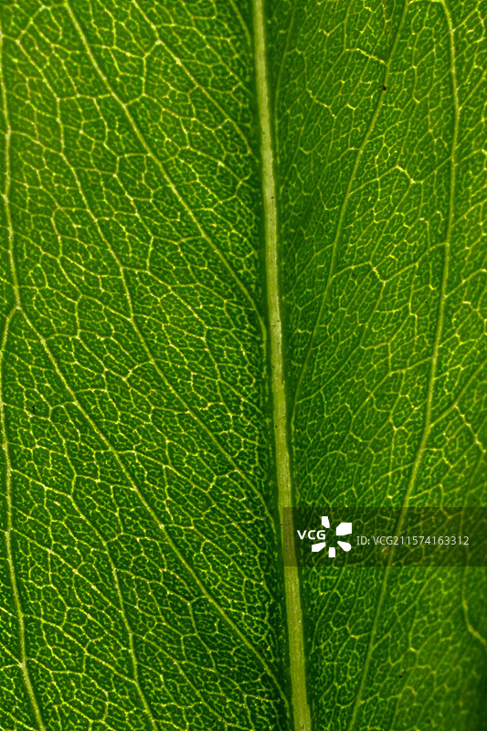 叶脉微距图片素材