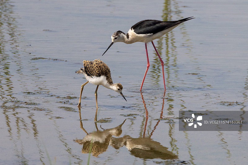 父与子  出巢25天的黑翅长脚鹬在雄鸟的陪护下一起觅食,今天是父亲节，祝天下所有的父亲们节日快乐！图片素材